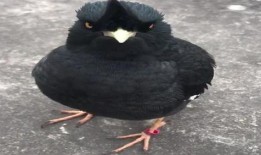 八哥爆料视频在哪里,热门话题背后的真相与内幕